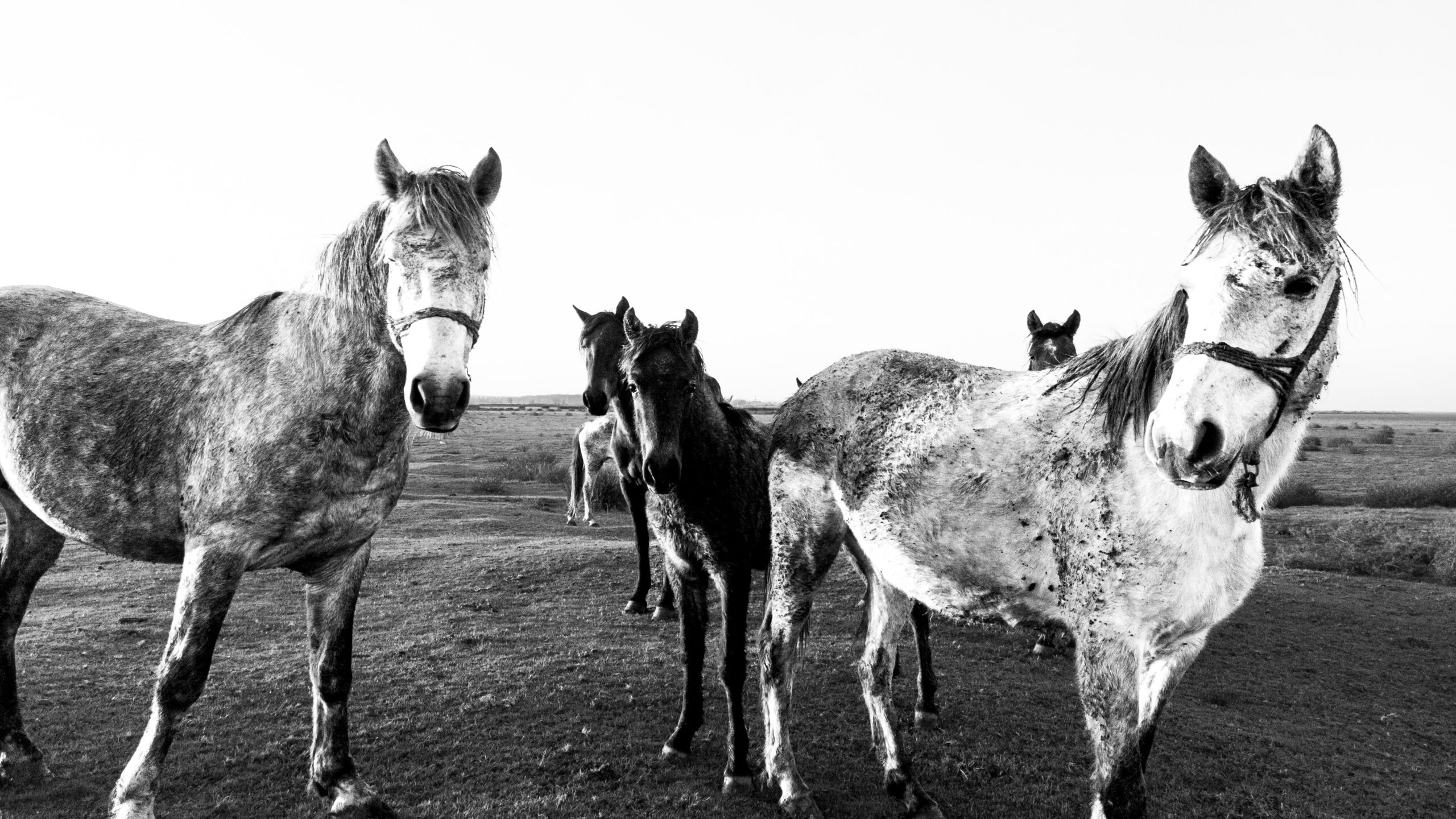 Understanding light and shadow in black-and-white photography