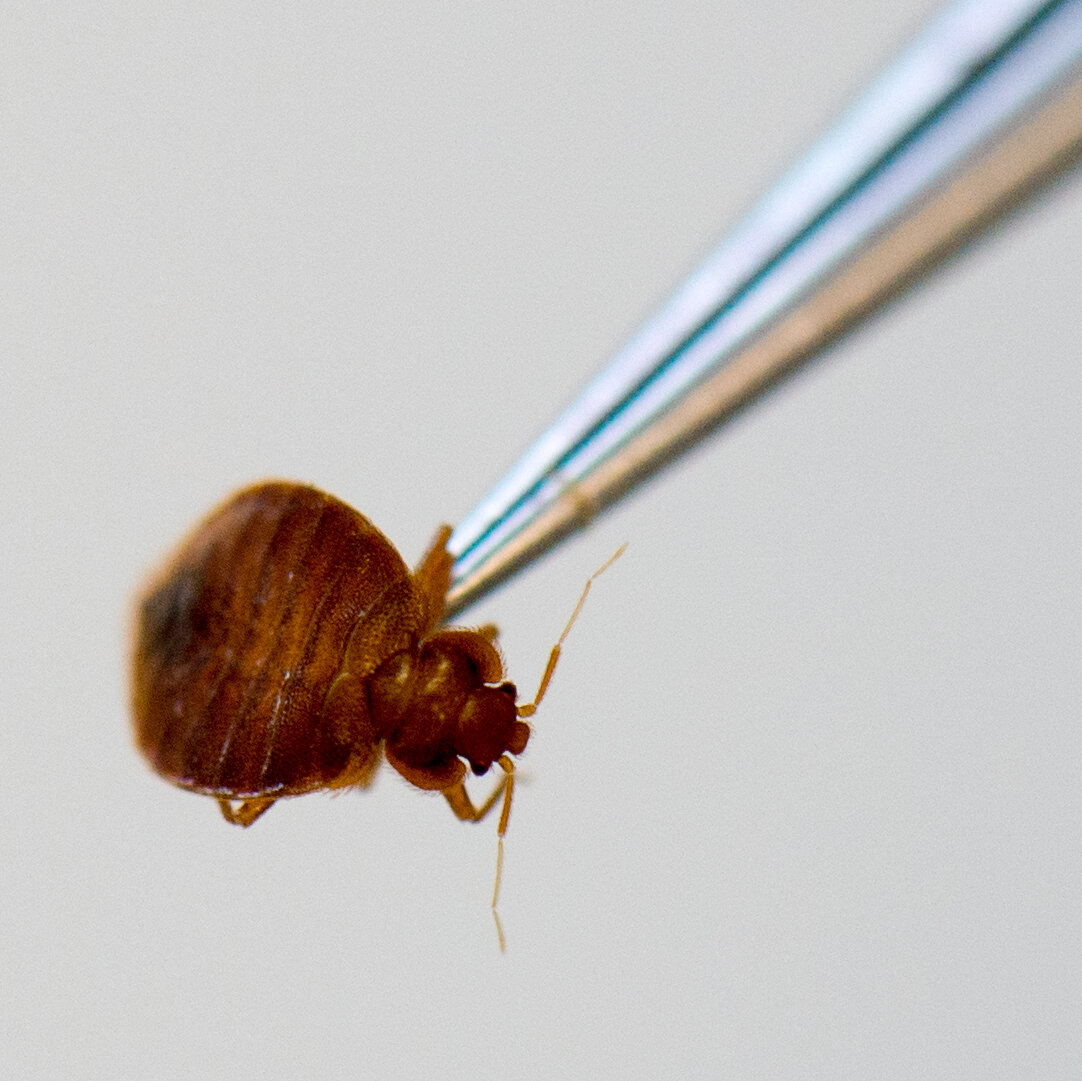 Passengers Say Turkish Airlines Flights Have Bedbugs