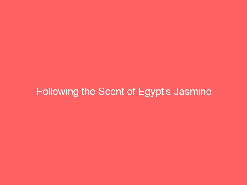 Following the Scent of Egypt’s Jasmine