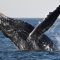 Say What!? Father Films WILD Video Of Whale Swallowing His Son In Chile (WATCH)