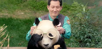 Adorable Official Trailer for ‘My Dearest Fu Bao’ Panda Doc from Korea