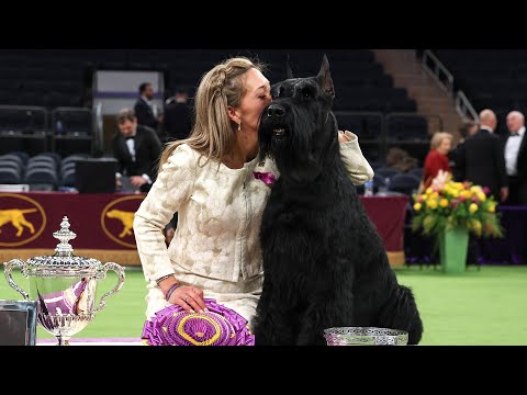 Westminster Dog Show 2025: ‘Best in Show’ Monty Becomes First Giant Schnauzer to Win!